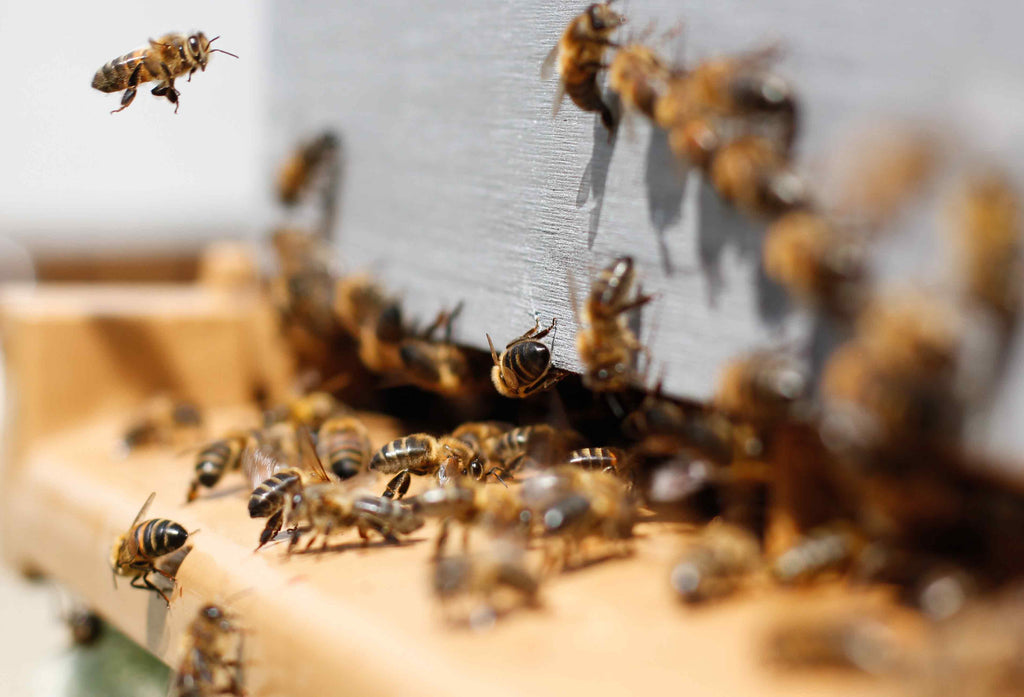 7 lucruri pe care probabil nu le știai despre albine