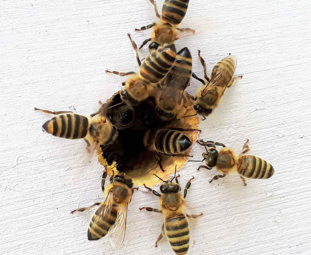 De la floare la borcan…..Cum se produce mierea de albine?