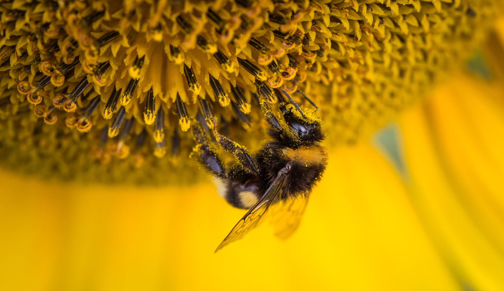 13 lucruri interesante despre albine